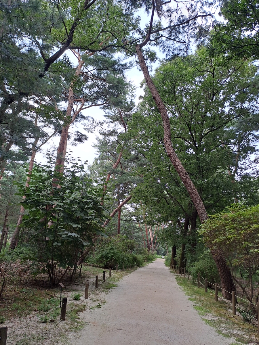 태릉의멋-노송_01