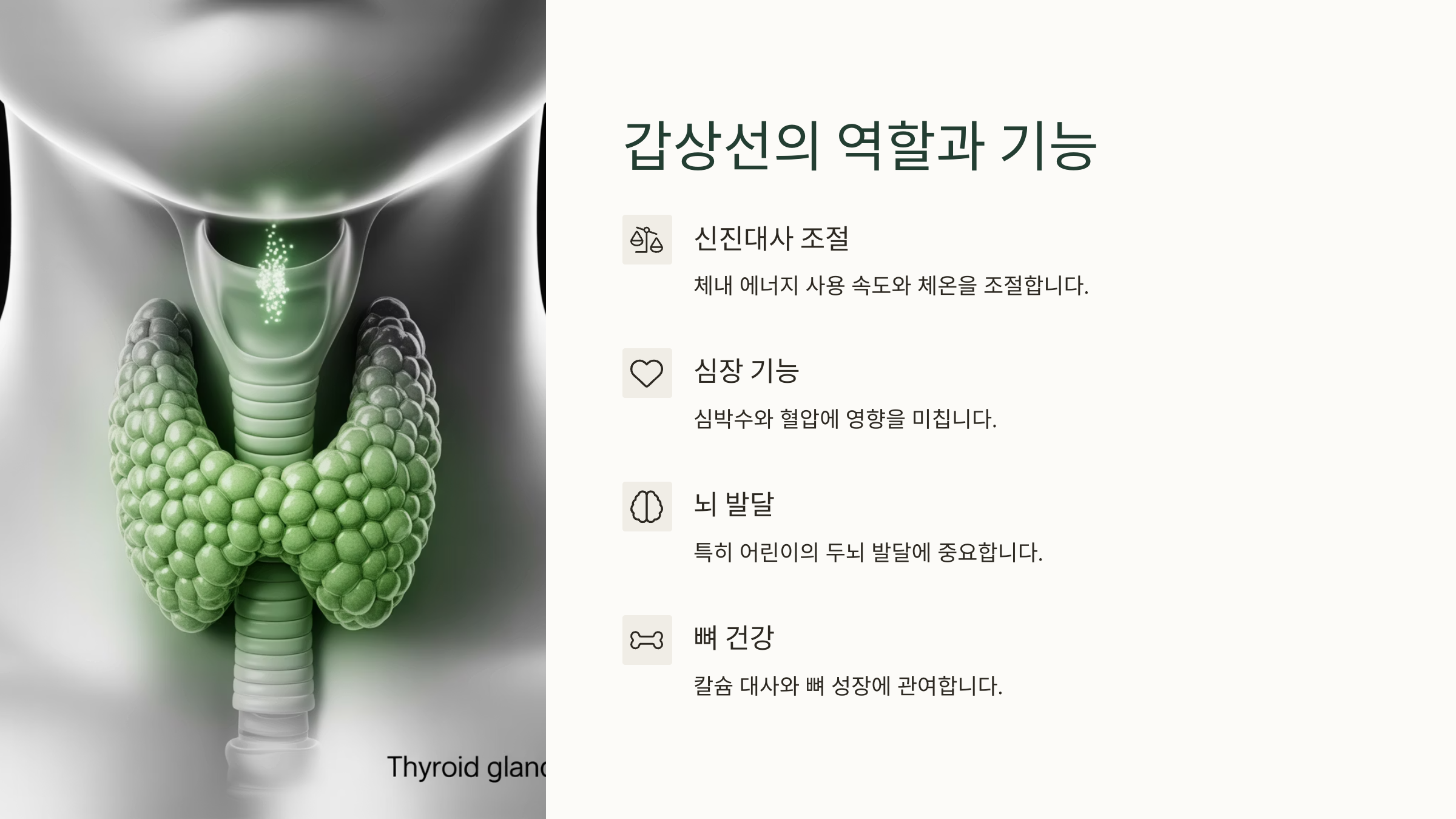 🧠 갑상선의 역할과 기능