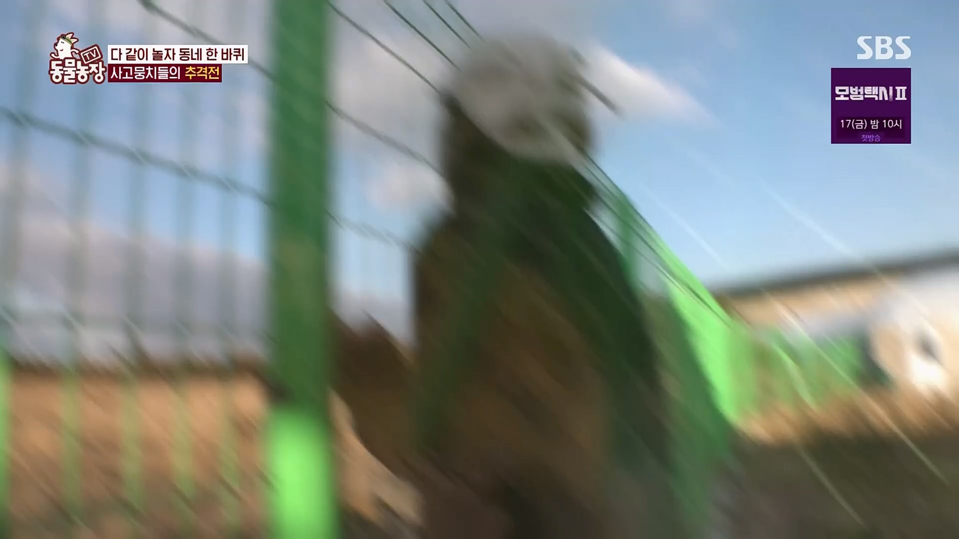 TV 동물농장.E1107.230205p.H264-F1RST.mp4_20230205_174000.666.jpg