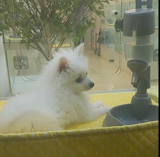  애완견 가게 앞에서