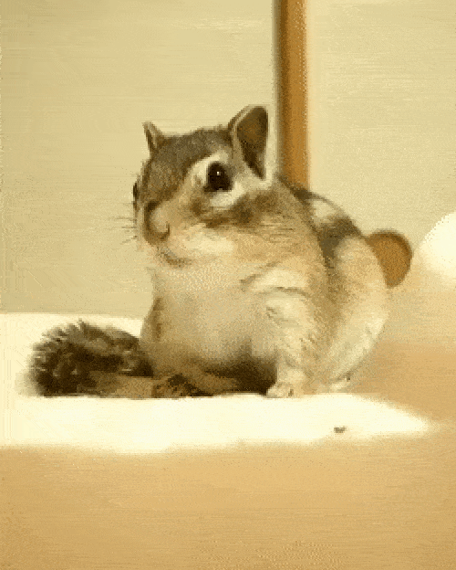 다람쥐 잠자는 모습.gif