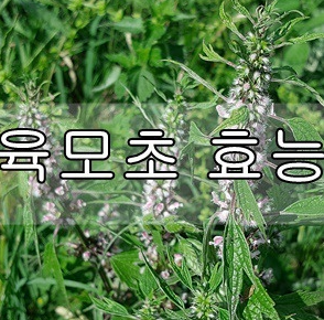  육모초 효능 3가지, 피부미용, 혈관건강, 항암