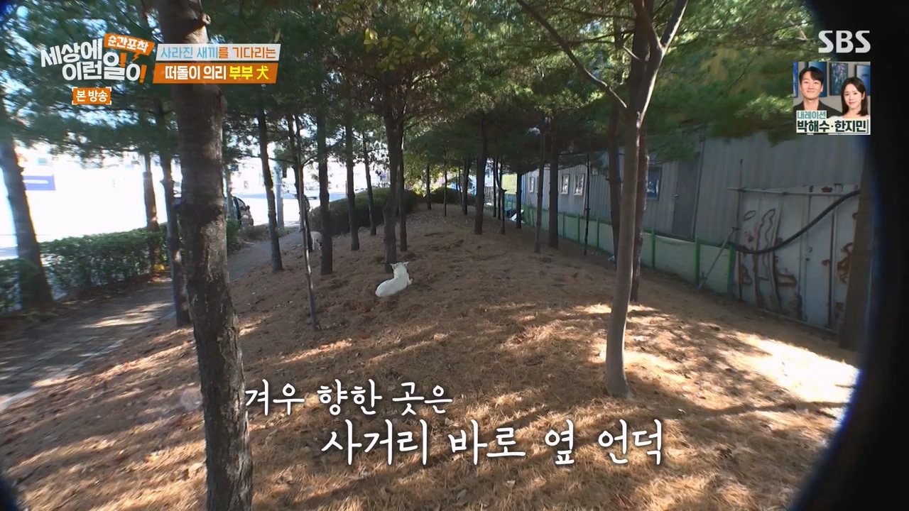 순간포착 세상에 이런일이.E1254.231203p-NEXT.mp4_20231203_140543.376.jpg
