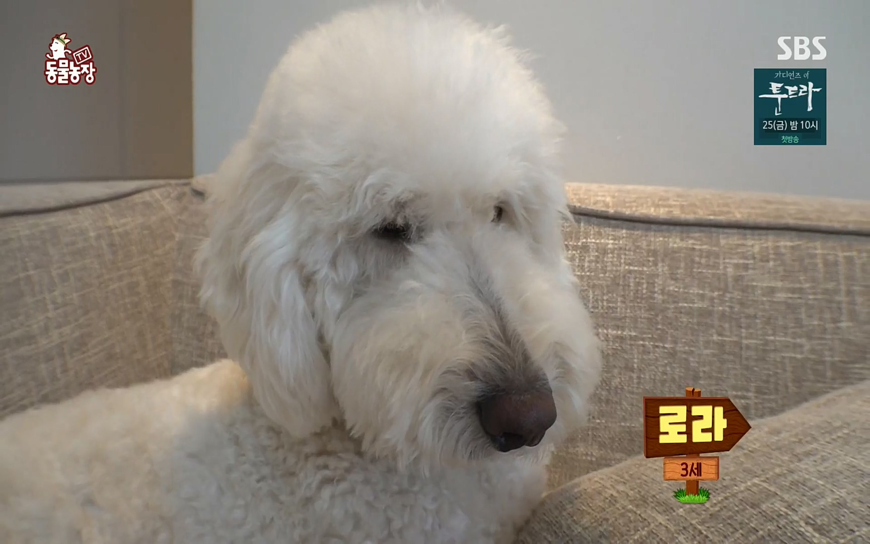 TV 동물농장.E1061.220320p.H264-F1RST.mp4_20220320_183610.761.jpg