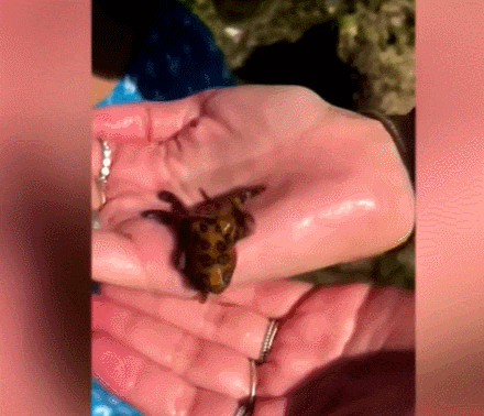 제주 해변에 나타난 맹독&#39; 파란고리문어&#39;...복어독 보다 높아...청산가리 10배 VIDEO: Poisonous Octopus Fight
