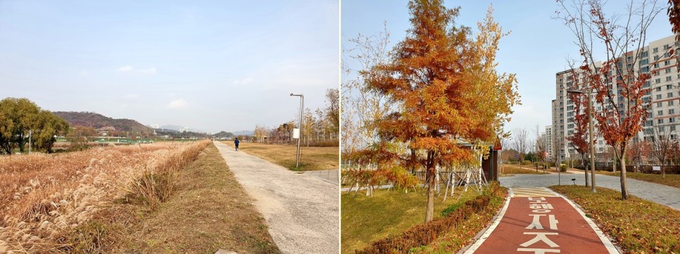 어우러진 다산수변공원 왕숙천 단풍과 갈대군락 13