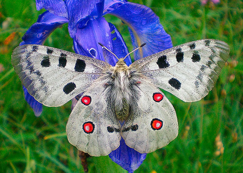 [곤충 백과] 아폴로모시나비 Parnassius apollo