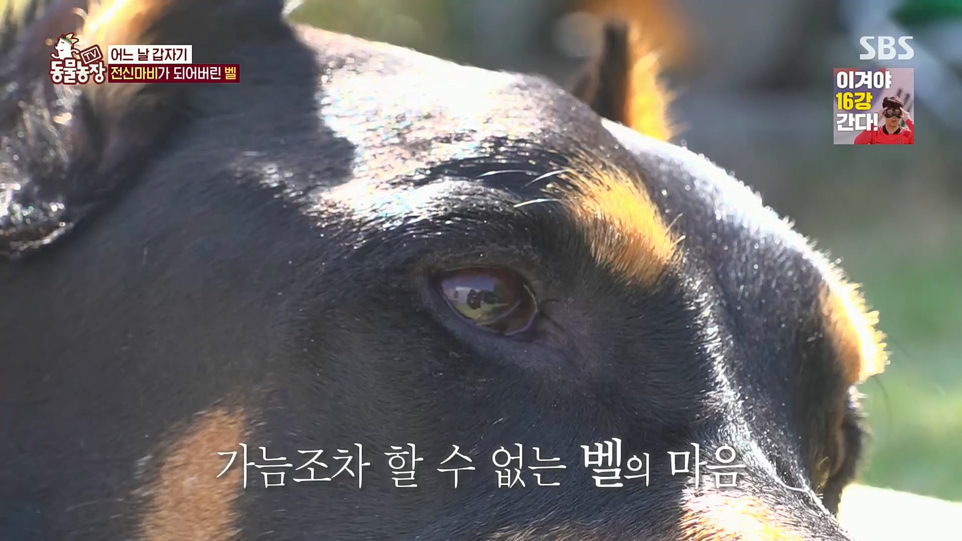 TV 동물농장.E1096.221120p.H264-F1RST.mp4_20221120_193728.758.jpg