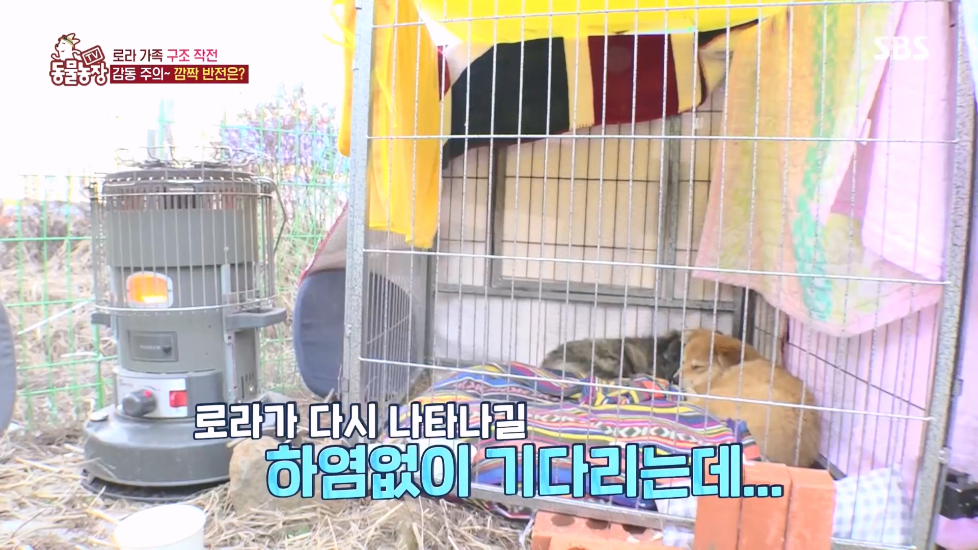 TV 동물농장.E1160.240225p.H264-F1RST.mp4_20240225_165123.033.jpg