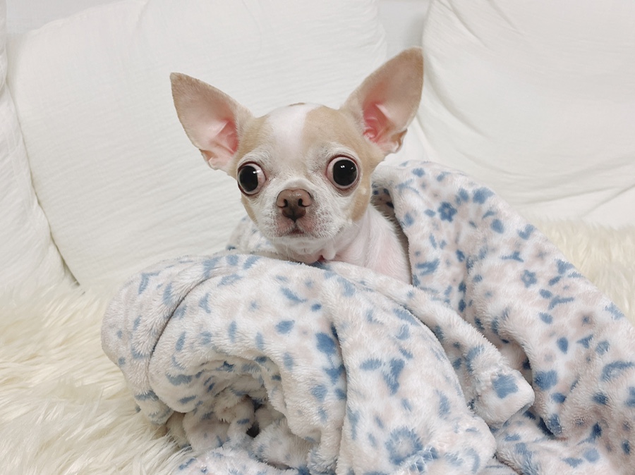 단모 성격 털빠짐 주의점 19