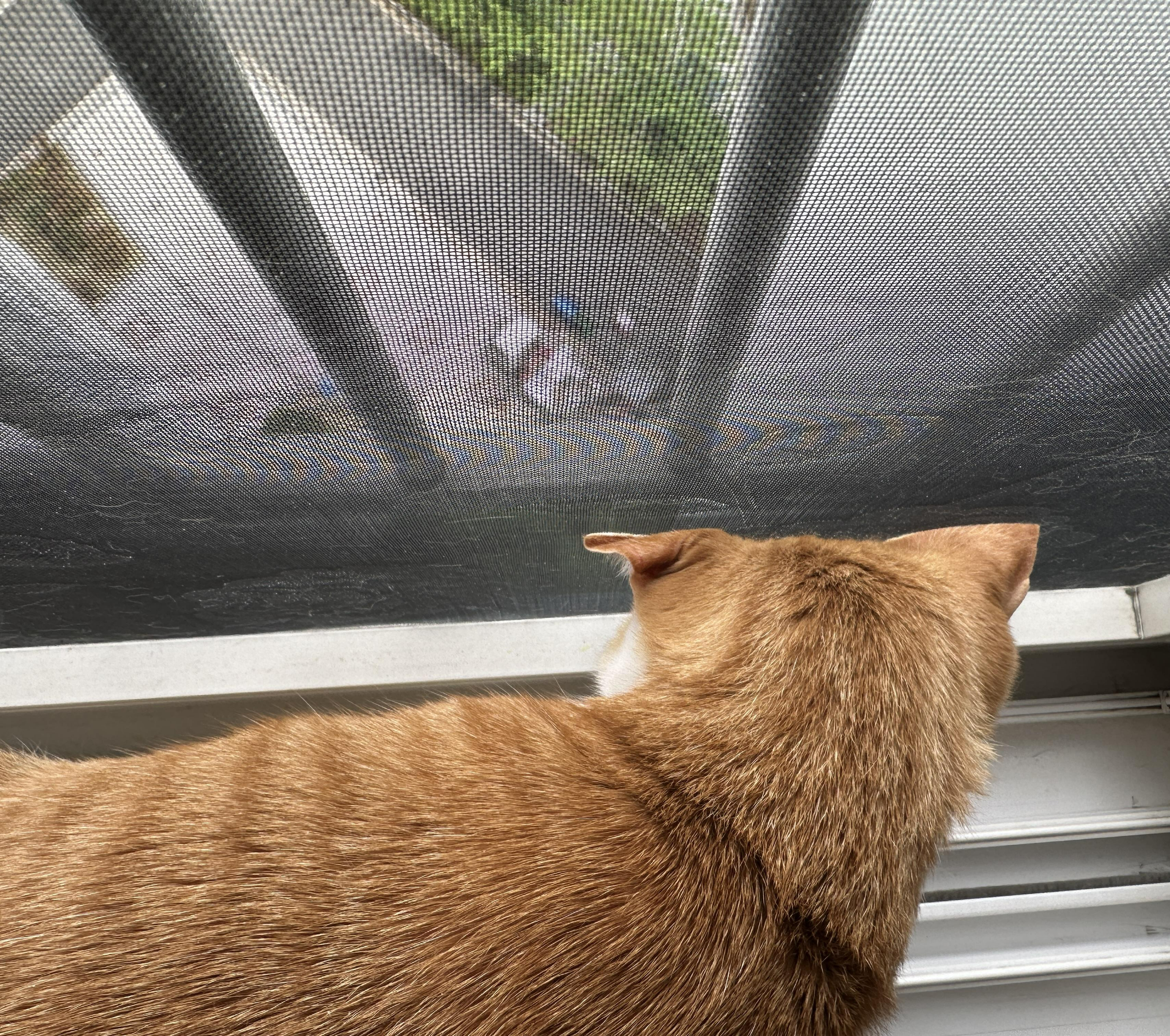 안전방충망에 머리 꼭 대고 창밖 구경하고 있어서 귀가 접힌 고양이들