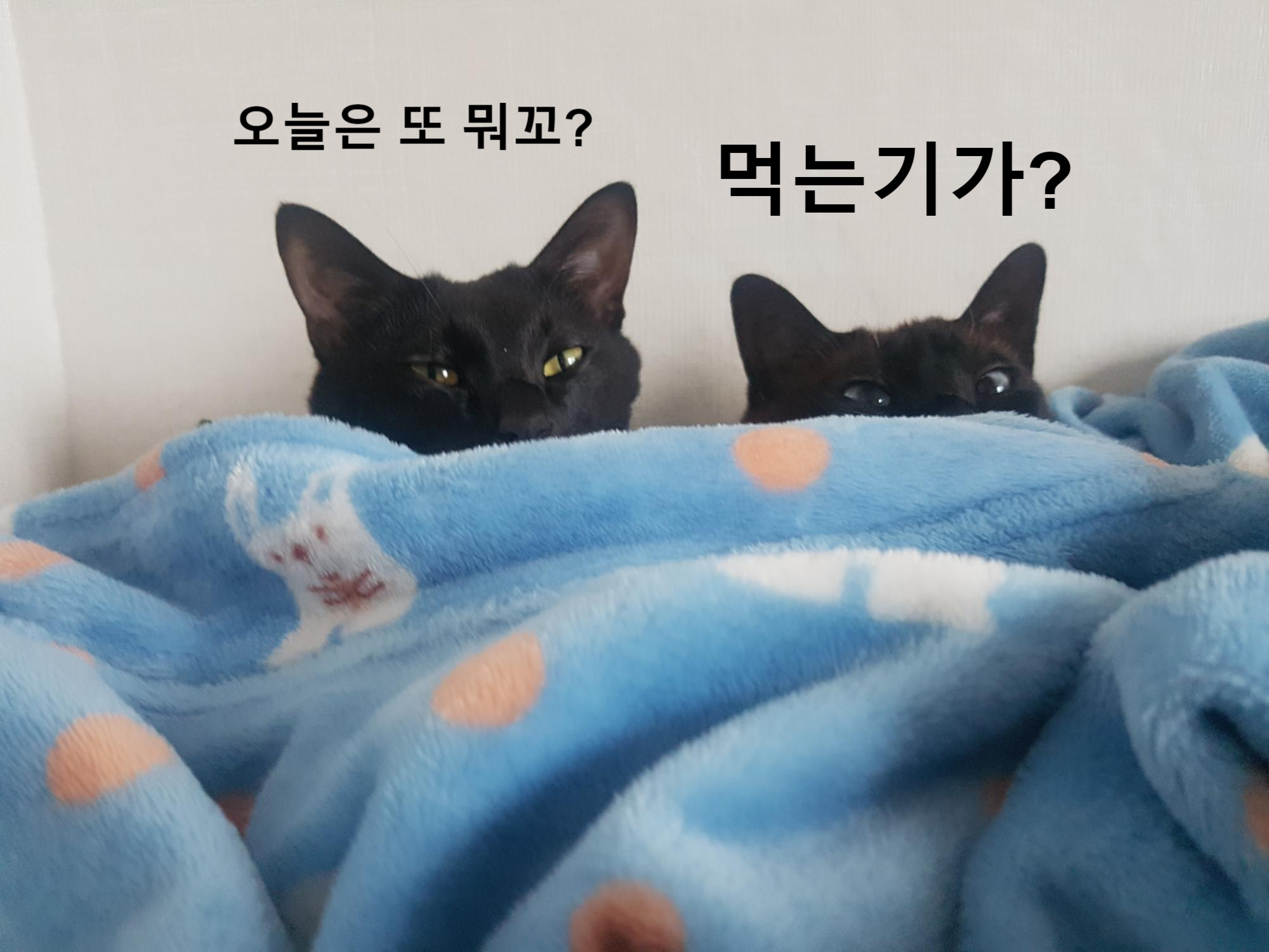  고양이 자연식 #30 - 무항생제 닭가슴살(feat, 길고양이)