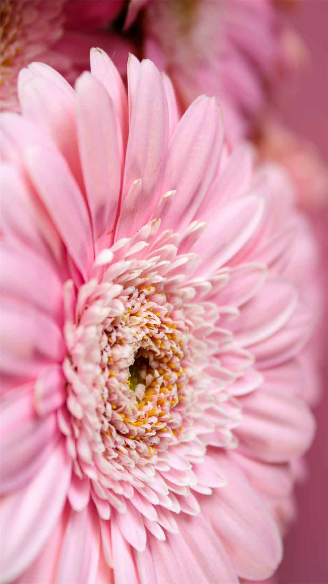 Daisy Flower iPhone Wallpaper