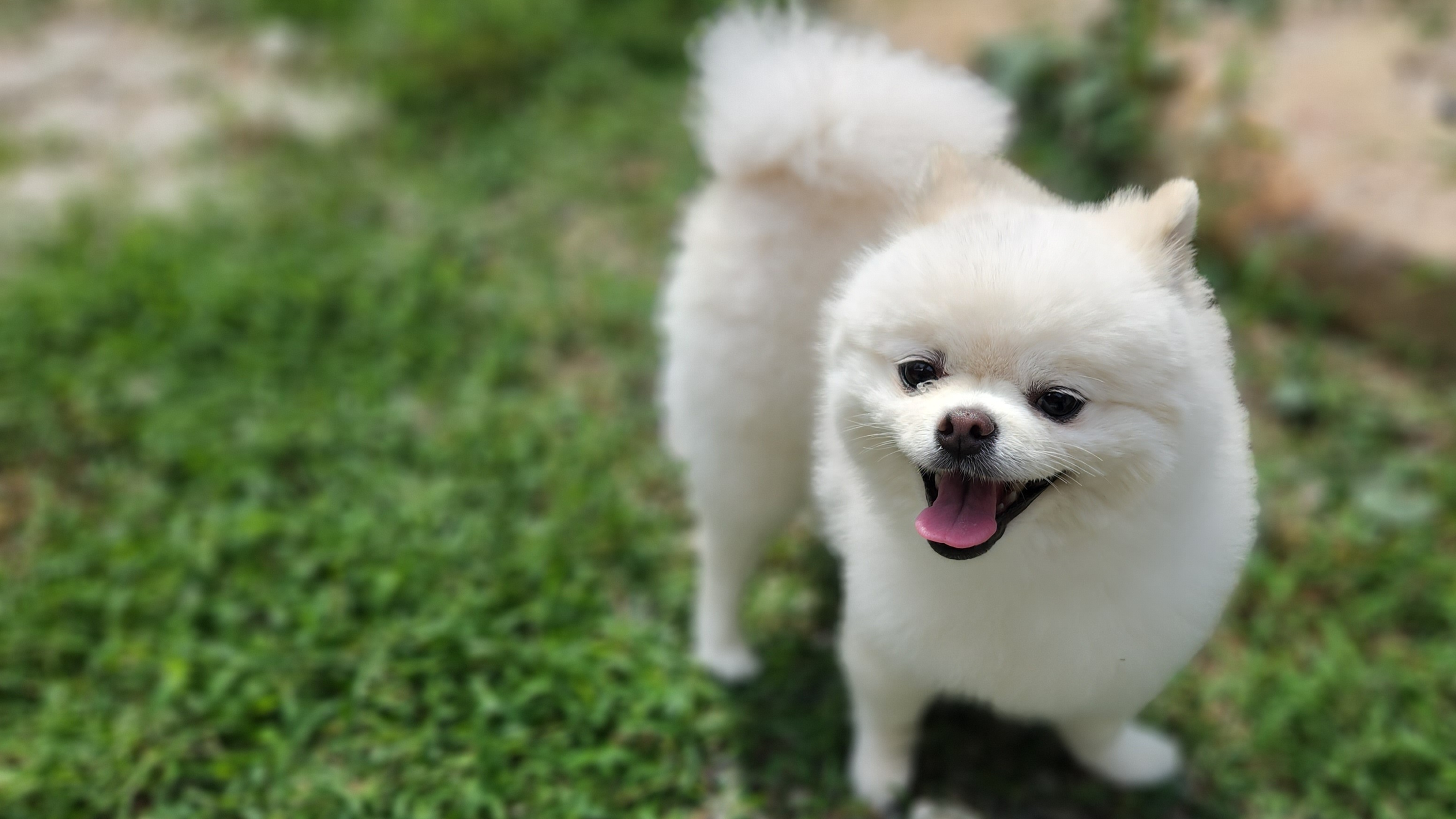  강아지도 사람처럼 혈액형이 있는걸 아시나요?