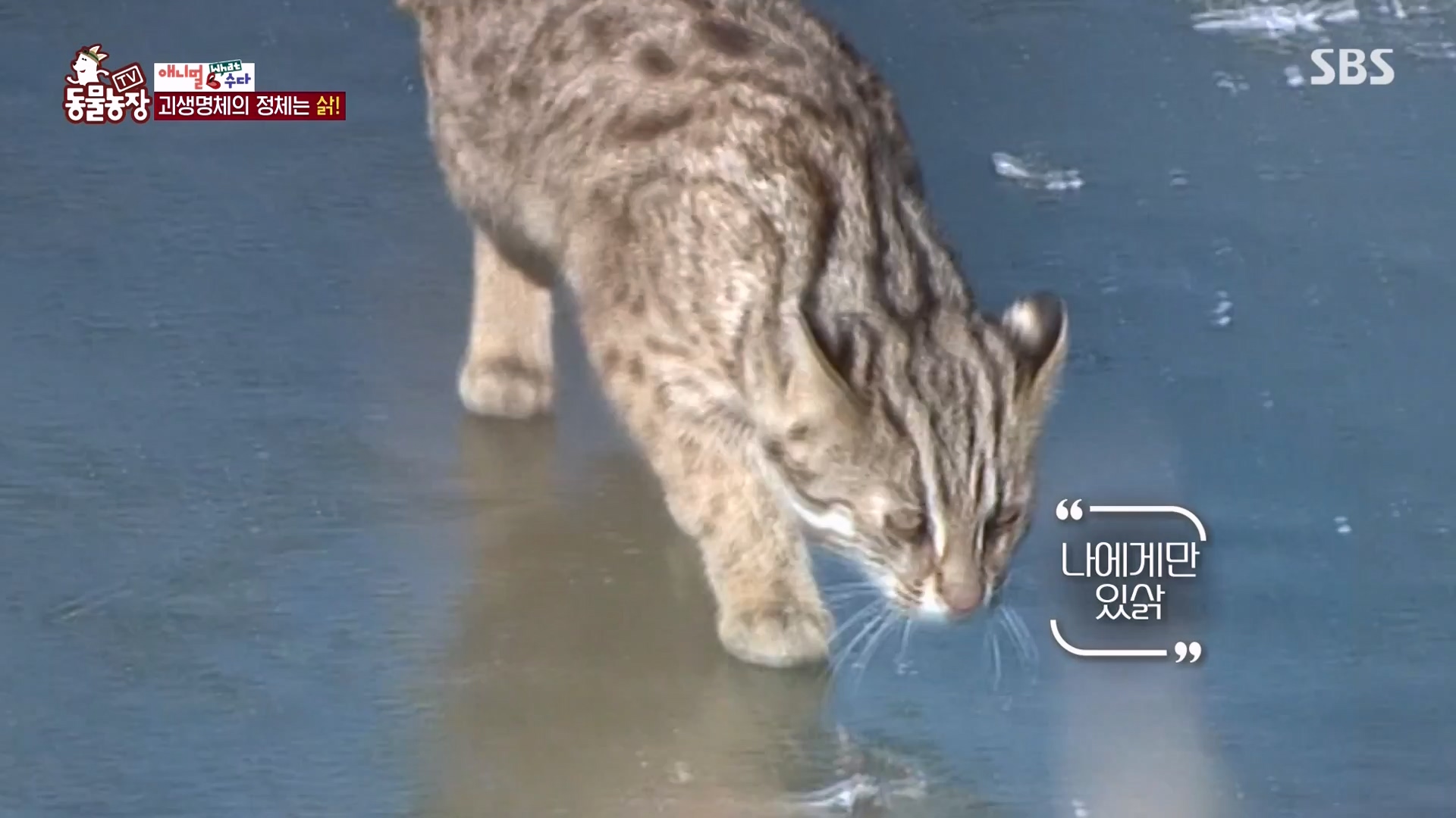 TV 동물농장.E1164.240324p-NEXT.mp4_20240324_172341.028.jpg