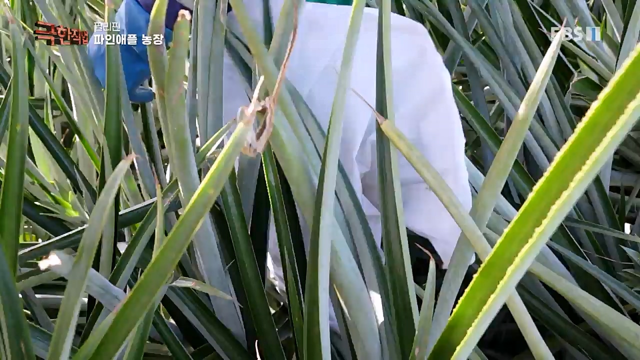 TV - 교육의 중심 EBS필리핀 바나나, 파인애플 농장.mp4_20230302_202905.256.jpg