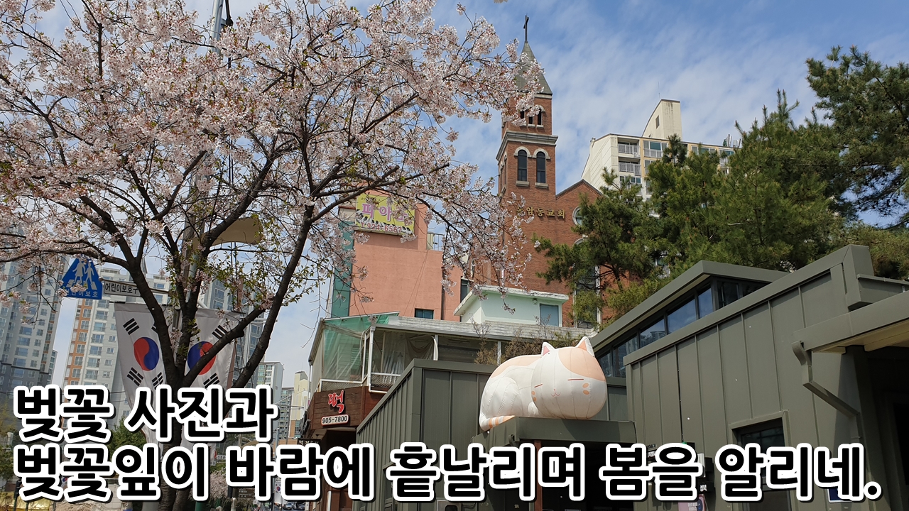  벚꽃 사진과 벚꽃잎이 바람에 흩날리며 봄을 알리네.