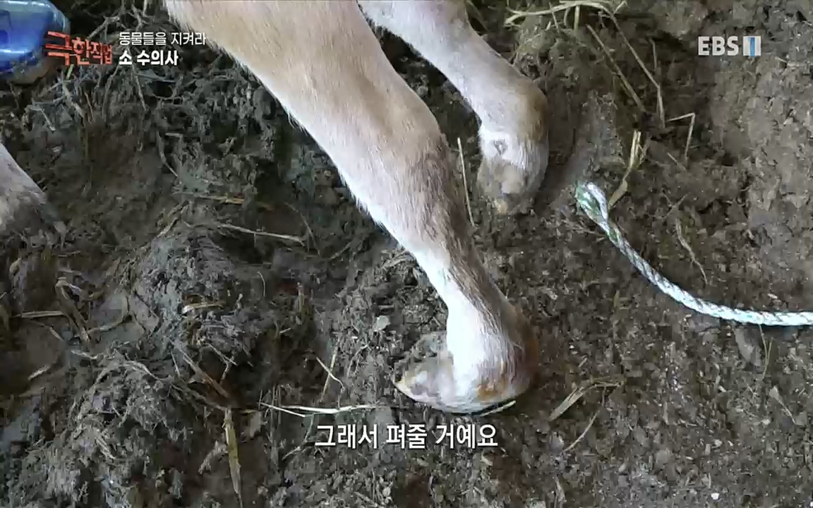 TV - 교육의 중심 EBS동물들을 지켜라, 수의사와 유기 동물 구조팀.mp4_20220913_200150.236.jpg