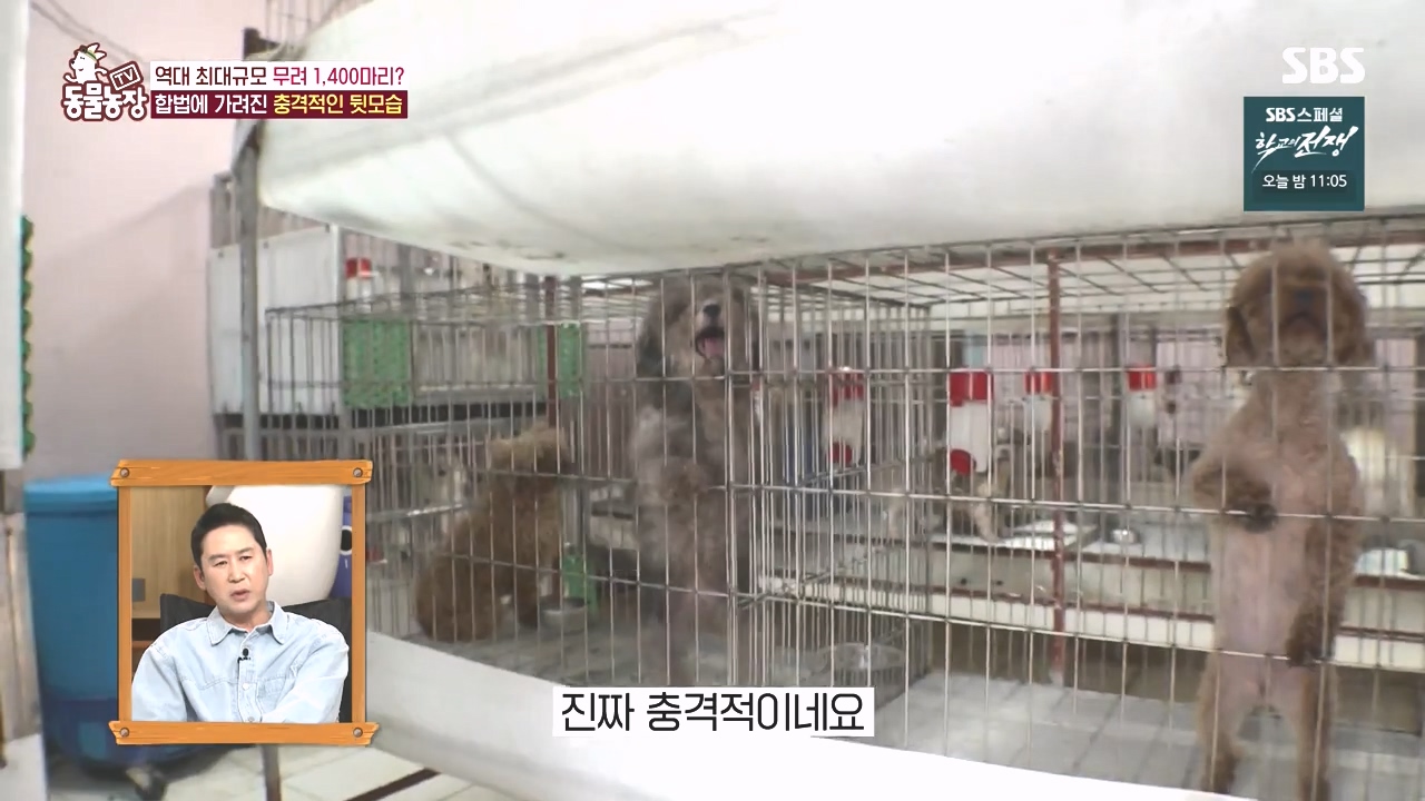 TV 동물농장.E1142.231023p-NEXT.mp4_20231022_172107.805.jpg