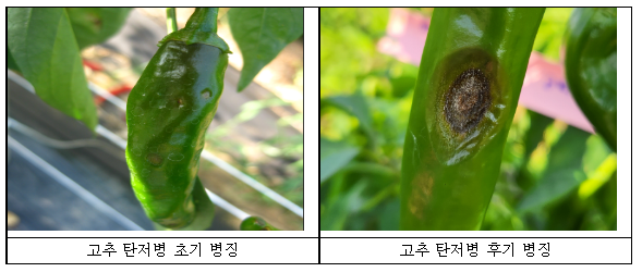  장마 전 ‘고추 탄저병 방제’가 한 해 농사 좌우_농촌진흥청