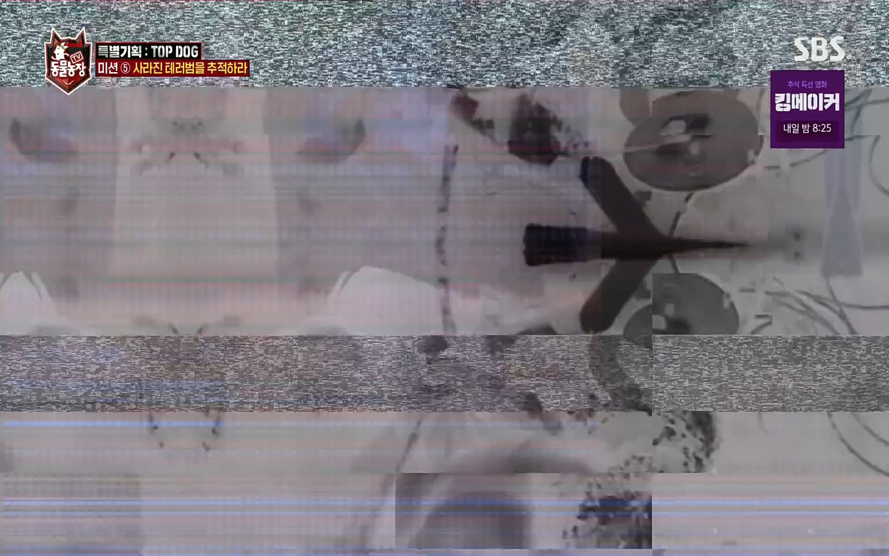 TV 동물농장.E1086.220911p.H264-F1RST.mp4_20220911_175419.990.jpg