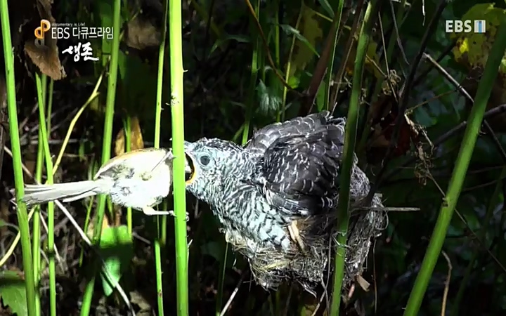 EBS 다큐프라임_ 220628.avi_20220629_205233.596.jpg
