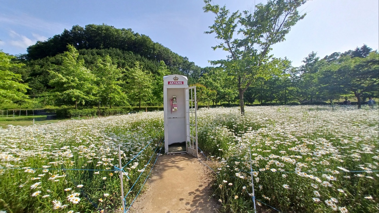 데이지화원 이미지