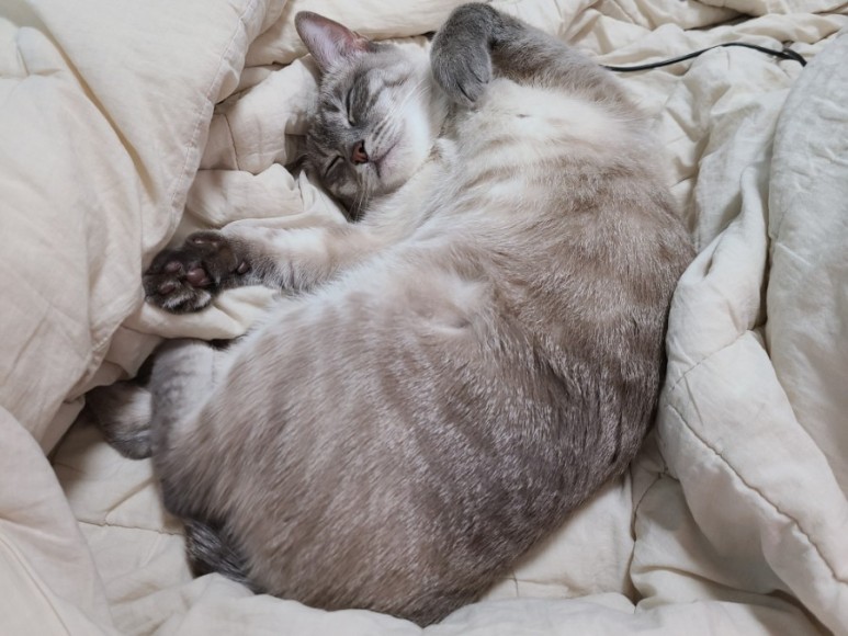 샴 고양이 털빠짐 샴고양이 종류와 27