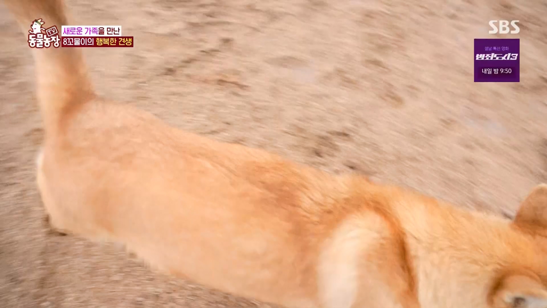 TV 동물농장.E1158.240211p.H264-F1RST.mp4_20240211_194103.073.jpg