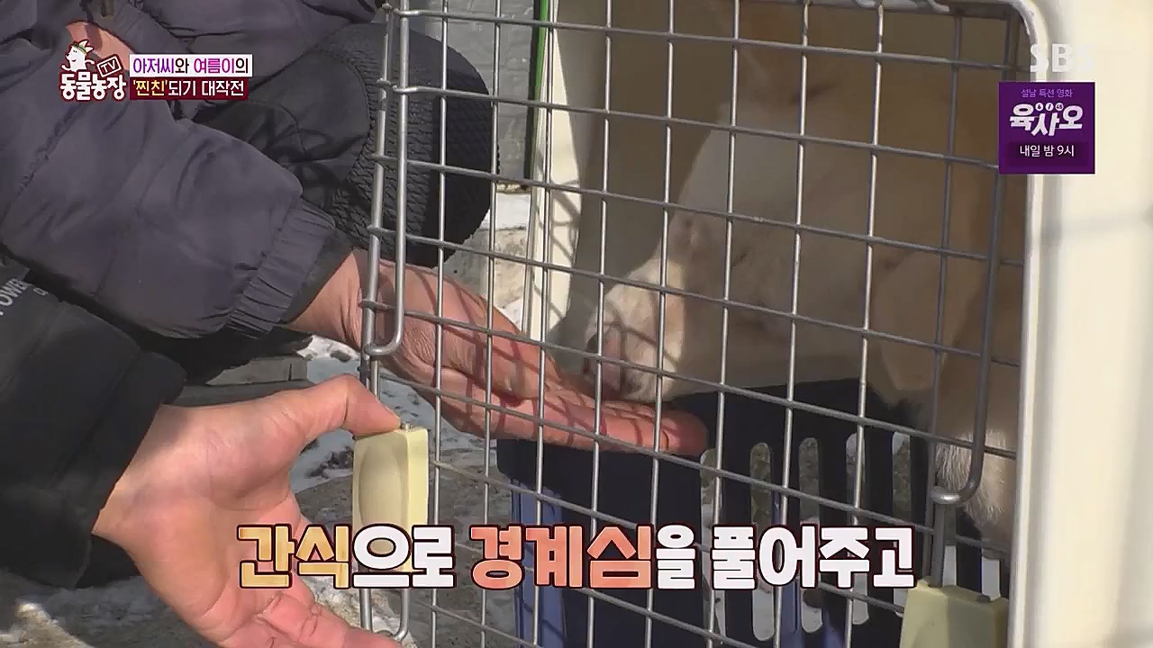 TV 동물농장.E1104.230123p.WANNA.mp4_20230123_195426.677.jpg