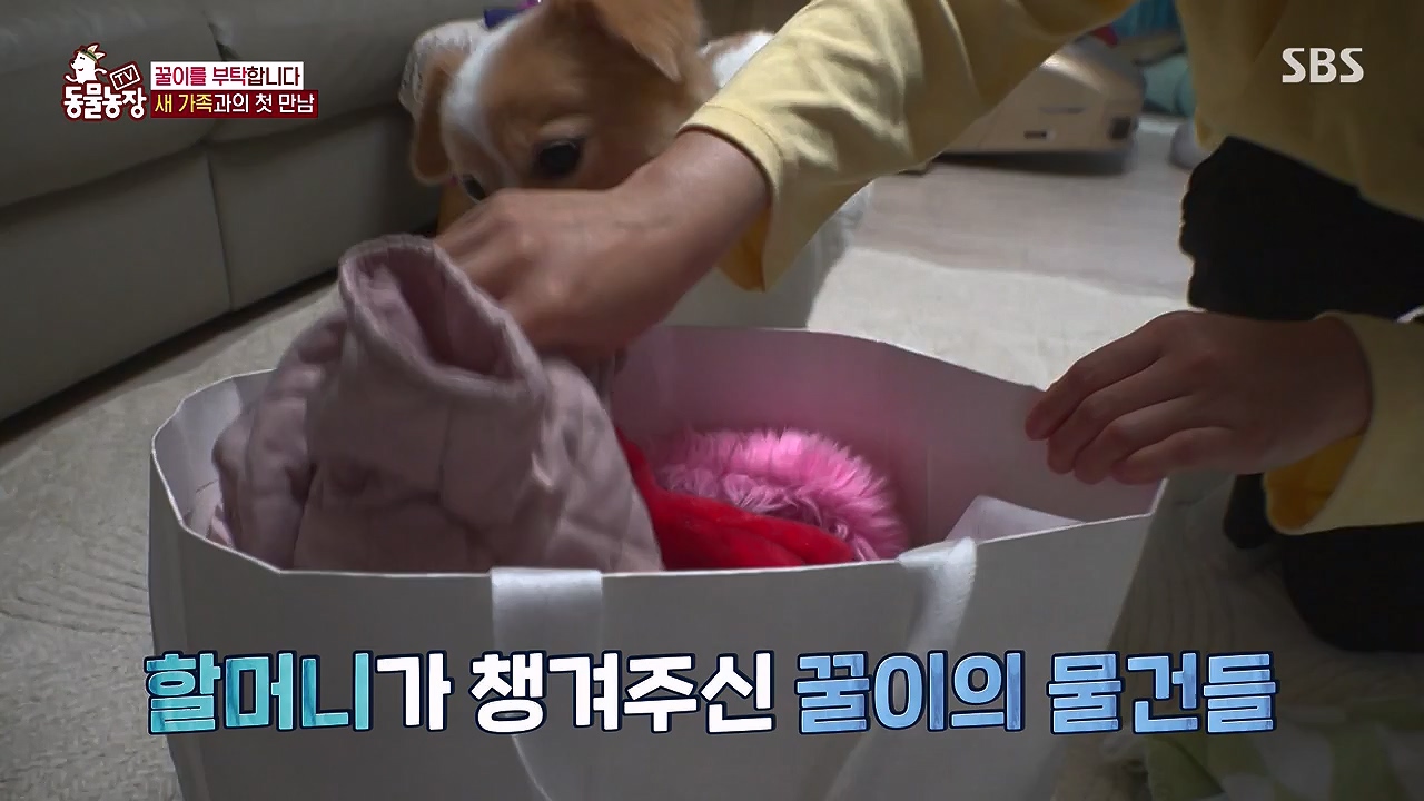 TV 동물농장.E1174.240603p-NEXT.mp4_20240602_155748.651.jpg