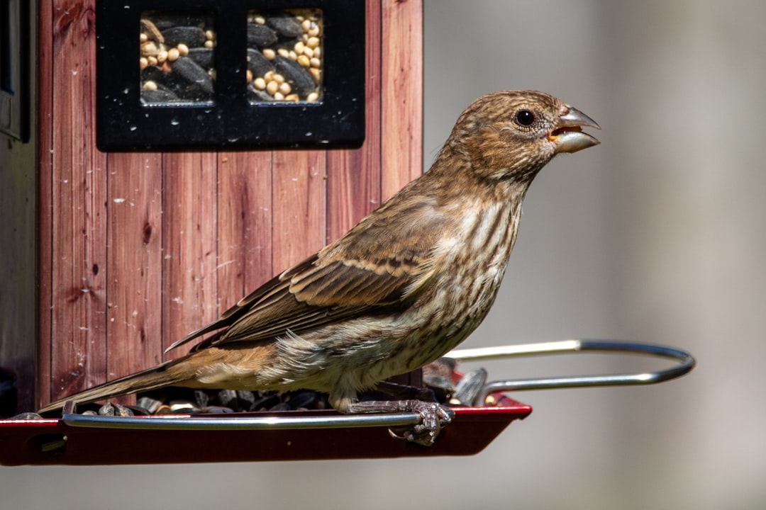Feeder