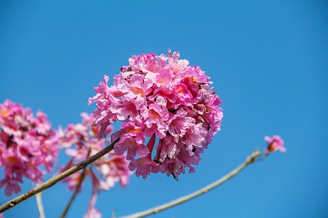 🌸 2025 과천 겹벚꽃 현황 🌺