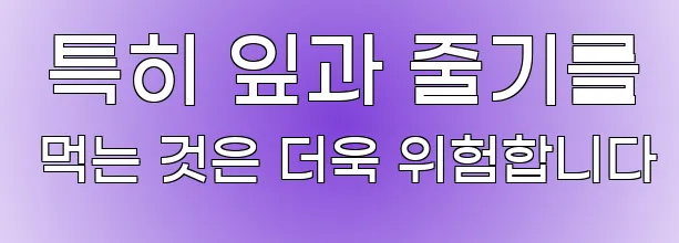  특히 잎과 줄기를 먹는 것은 더욱 위험합니다
