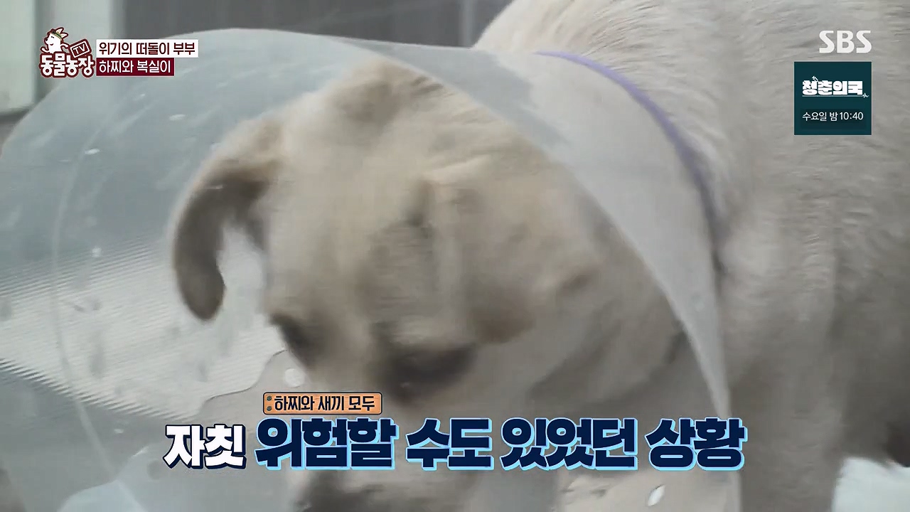 TV 동물농장.E1138.230918p-NEXT.mp4_20230917_172136.517.jpg