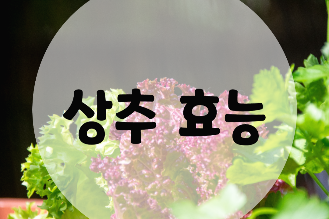  상추 효능 알수록 놀라워요