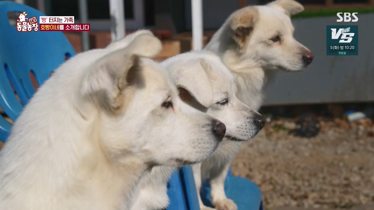 TV 동물농장.E1147.231127p-NEXT.mp4_20231126_170346.354.jpg