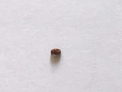  권연벌레 퇴치법 이거 저만 몰랐나요??;;