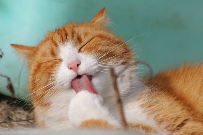 고양이 심장병과 다리 통증의 관계