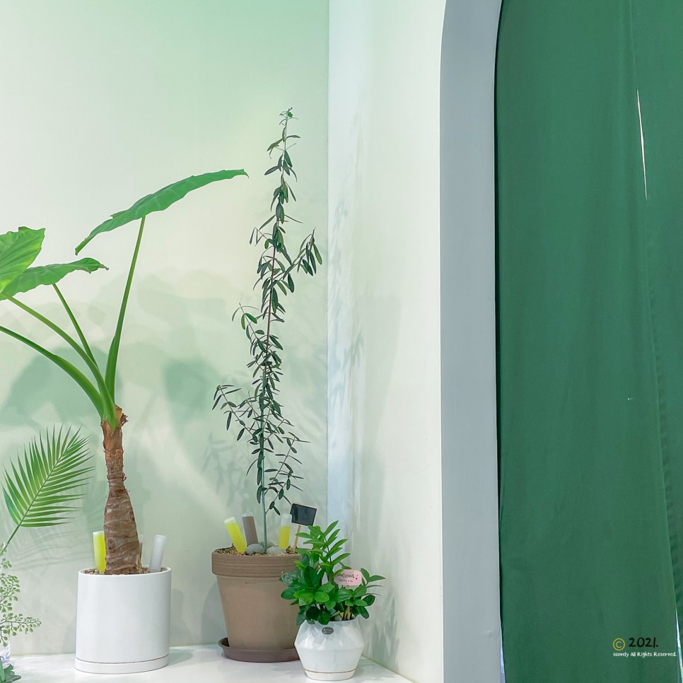 갈매기 도둑 샐러드&과일 고산점 안산 다이어트 7