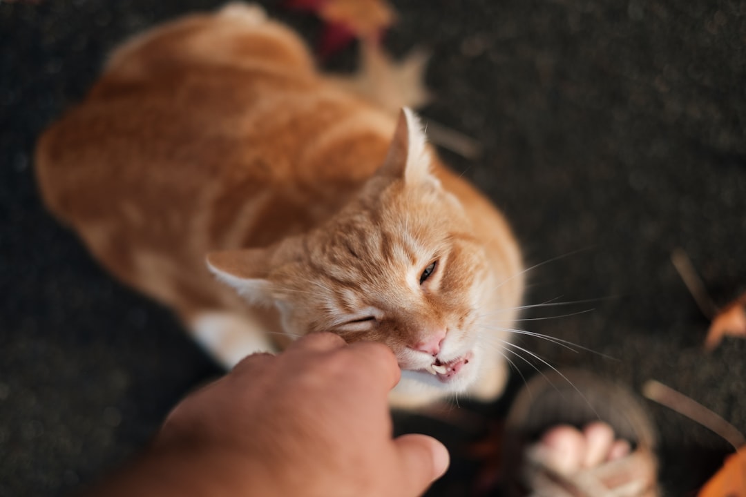 Cat food