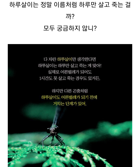  하루살이는 하루만  살까?초파리는 하루살이와 다를까?궁금증해결