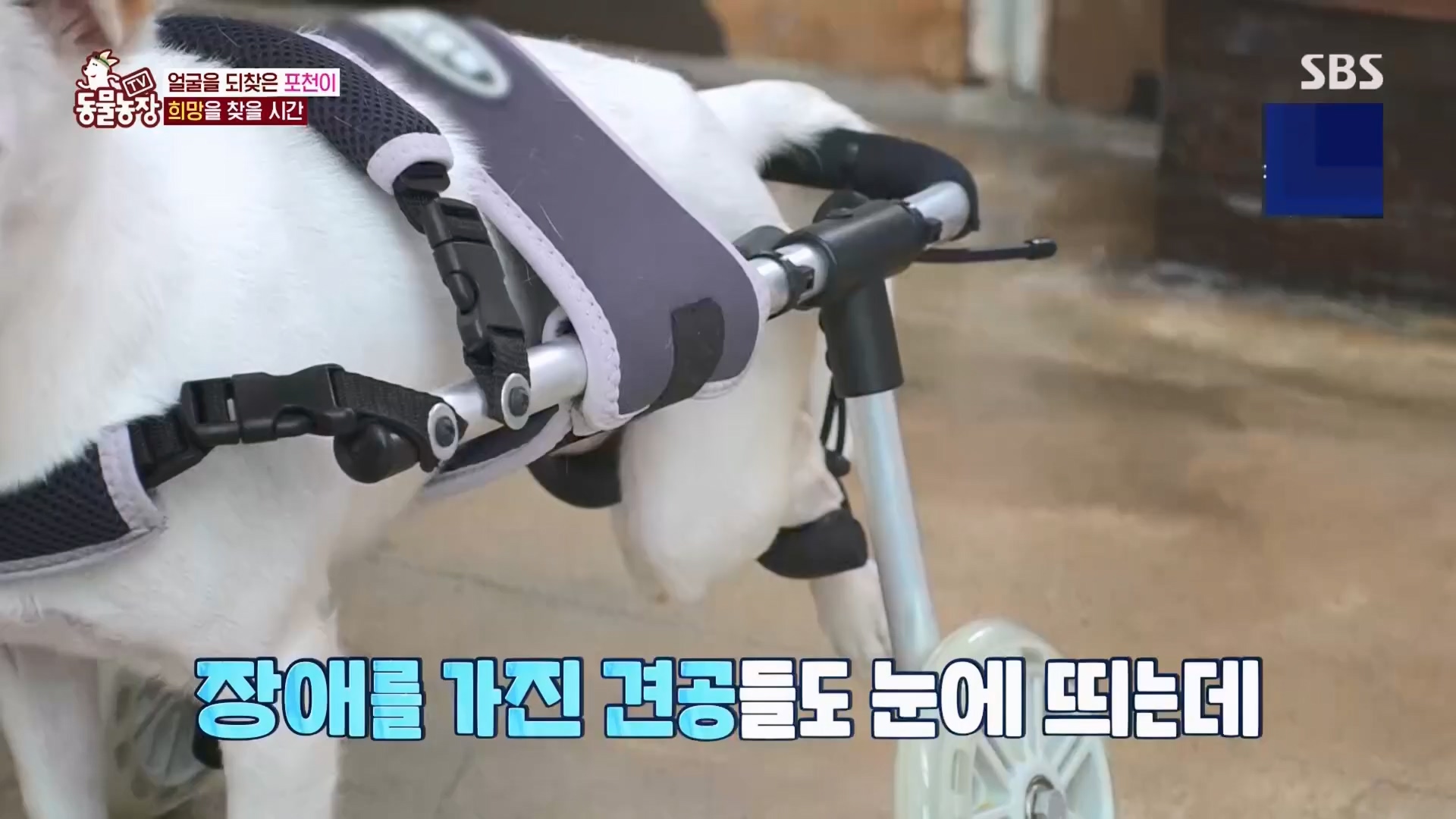 TV 동물농장.E1116.230416p.H264-F1RST.mp4_20230418_194217.472.jpg