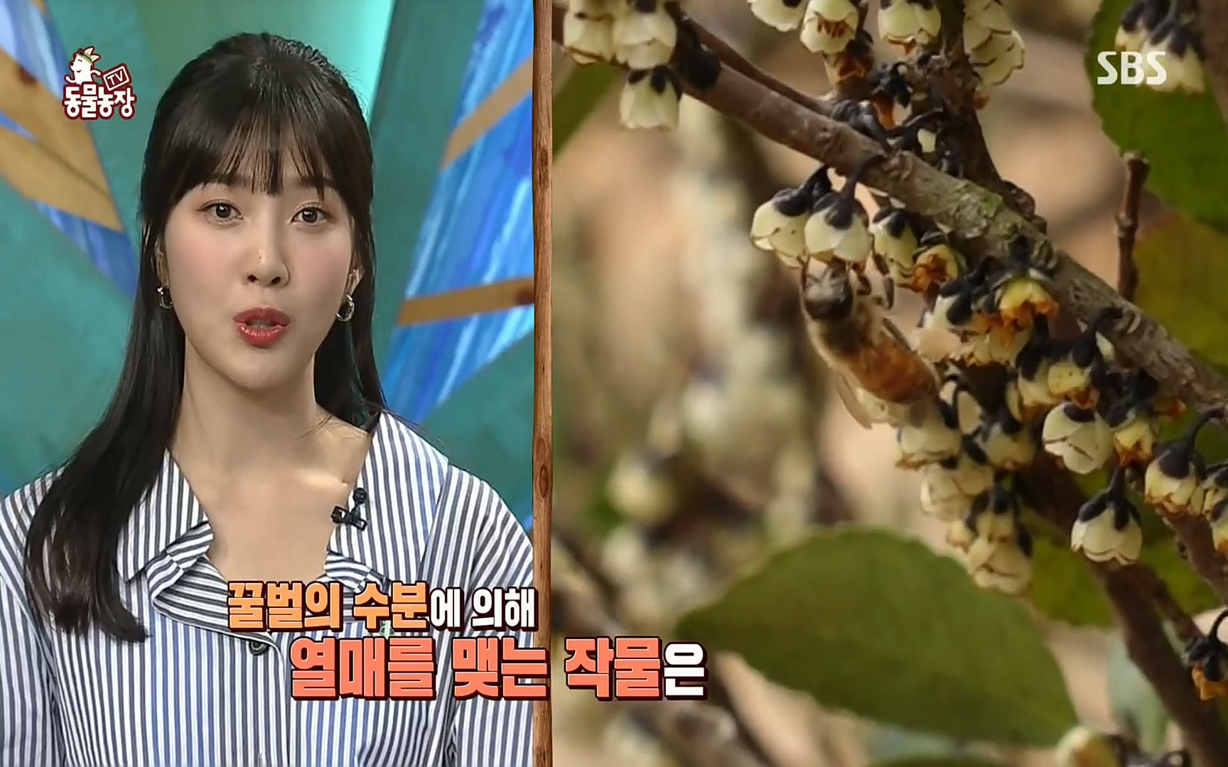 TV 동물농장.E1072.220605p.H264-F1RST.mp4_20220605_181326.529.jpg
