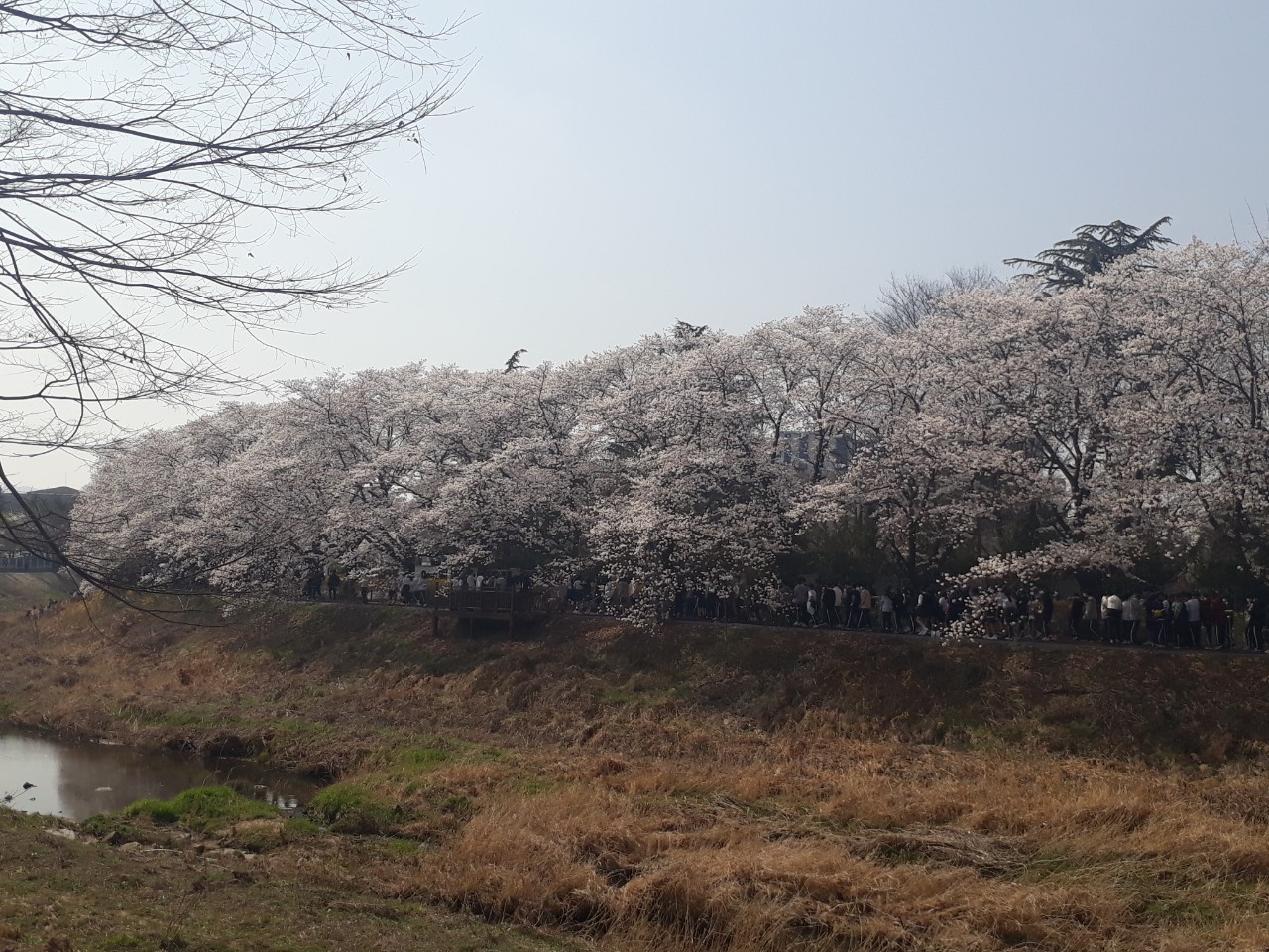 탄동천 벚꽃 명소