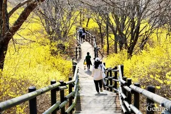 개나리 개화시기 2025 서울 경기 강원 전남 경북 제주_11