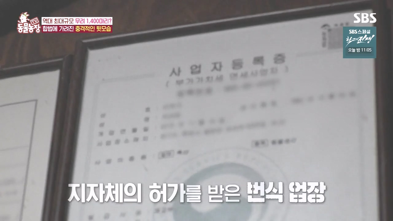 TV 동물농장.E1142.231023p-NEXT.mp4_20231022_171956.704.jpg