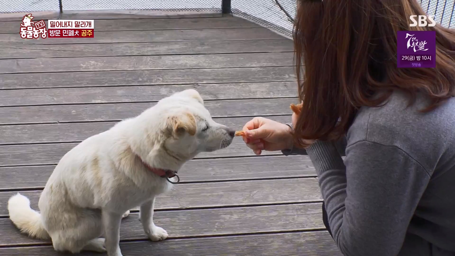 TV 동물농장.E1163.240317p-NEXT.mp4_20240317_171049.480.jpg