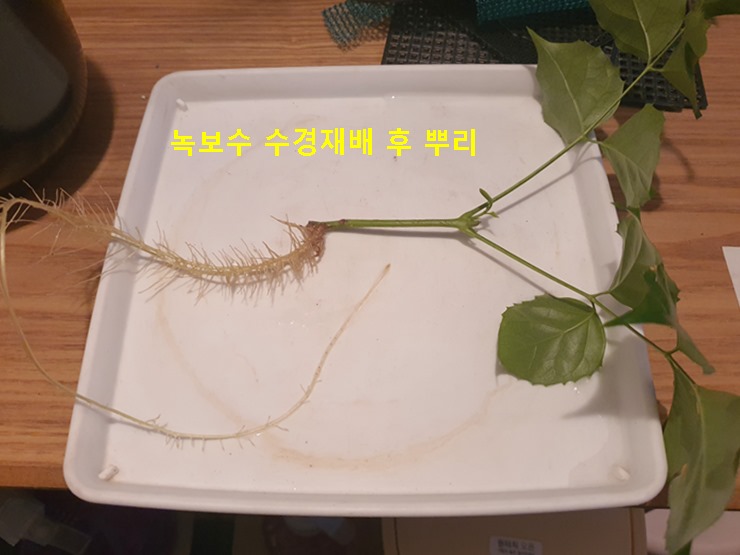 녹보수 수경재배 후 뿌리