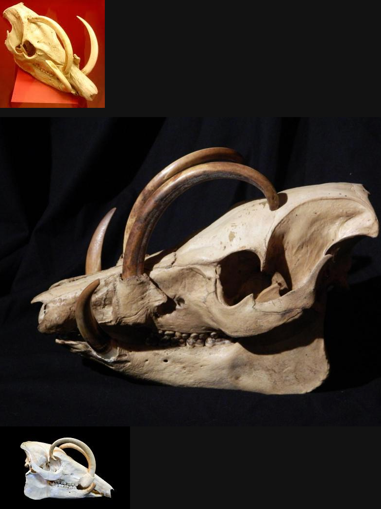 바바루사 두개골 사진